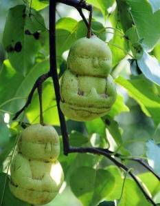Pear Berbentuk Budha